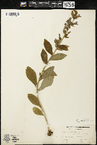 Lobelia siphilitica var. siphilitica image