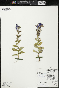 Lobelia siphilitica var. siphilitica image