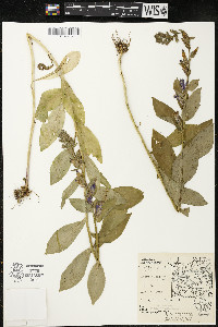 Lobelia siphilitica var. siphilitica image