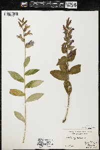 Lobelia siphilitica var. siphilitica image