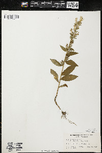 Lobelia siphilitica var. siphilitica image