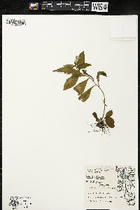 Lobelia siphilitica var. siphilitica image
