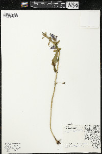 Lobelia siphilitica var. siphilitica image