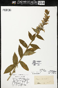 Lobelia siphilitica var. siphilitica image