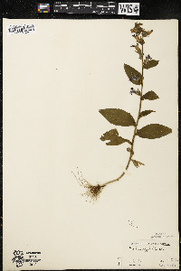 Lobelia siphilitica var. siphilitica image
