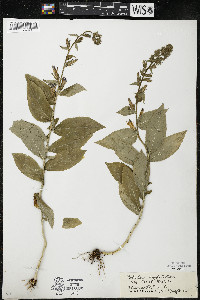 Lobelia siphilitica var. siphilitica image