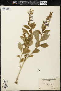 Lobelia siphilitica var. siphilitica image