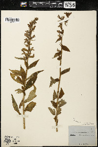 Lobelia siphilitica var. siphilitica image