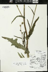 Sonchus arvensis image