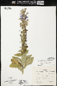 Lobelia siphilitica var. siphilitica image