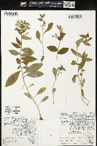 Lobelia siphilitica var. siphilitica image