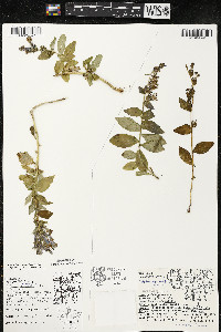 Lobelia siphilitica var. siphilitica image