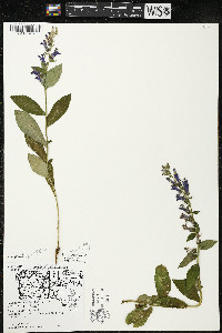 Lobelia siphilitica var. siphilitica image
