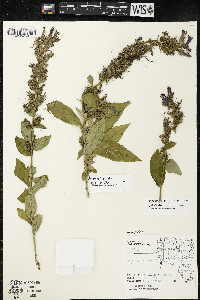 Lobelia siphilitica var. siphilitica image