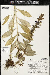 Lobelia siphilitica var. siphilitica image