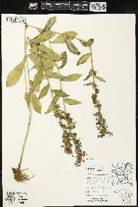 Lobelia siphilitica var. siphilitica image