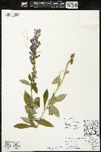 Lobelia siphilitica var. siphilitica image