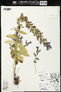 Lobelia siphilitica var. siphilitica image