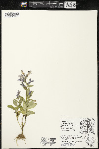 Lobelia siphilitica var. siphilitica image