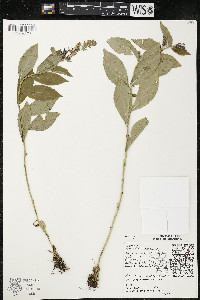 Lobelia siphilitica var. siphilitica image