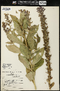 Lobelia siphilitica var. siphilitica image