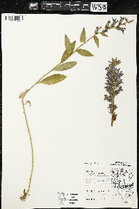 Lobelia siphilitica var. siphilitica image