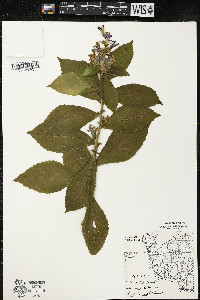 Lobelia siphilitica var. siphilitica image