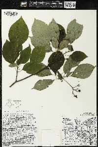 Cornus alternifolia image