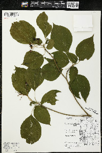 Cornus alternifolia image