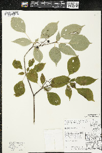 Cornus alternifolia image