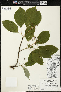 Cornus alternifolia image