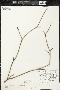 Cornus alternifolia image