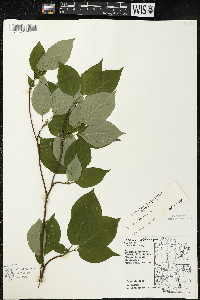 Cornus alternifolia image