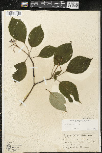 Cornus alternifolia image