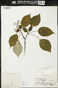 Cornus alternifolia image