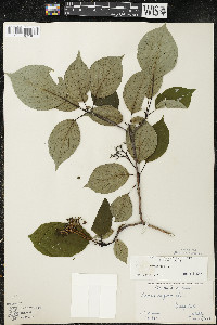 Cornus alternifolia image