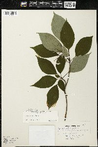 Cornus alternifolia image