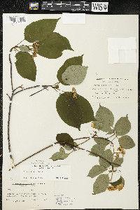 Cornus alternifolia image