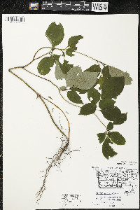 Cornus alternifolia image