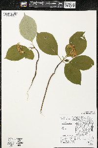 Cornus alternifolia image