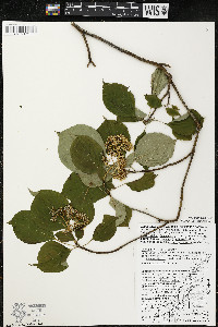 Cornus alternifolia image