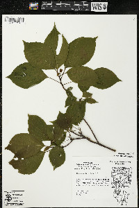 Cornus alternifolia image