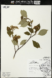 Cornus alternifolia image