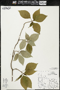 Cornus alternifolia image