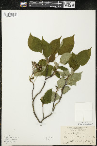 Cornus alternifolia image