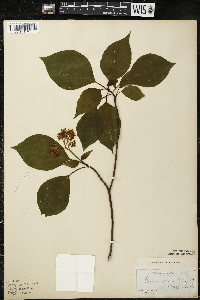 Cornus alternifolia image