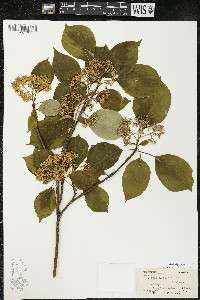 Cornus alternifolia image