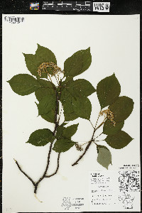 Cornus alternifolia image