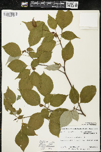 Cornus alternifolia image