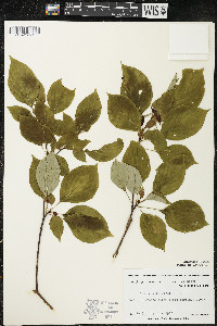 Cornus alternifolia image